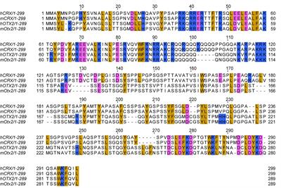 Transcriptional precision in photoreceptor development and diseases – Lessons from 25 years of CRX research